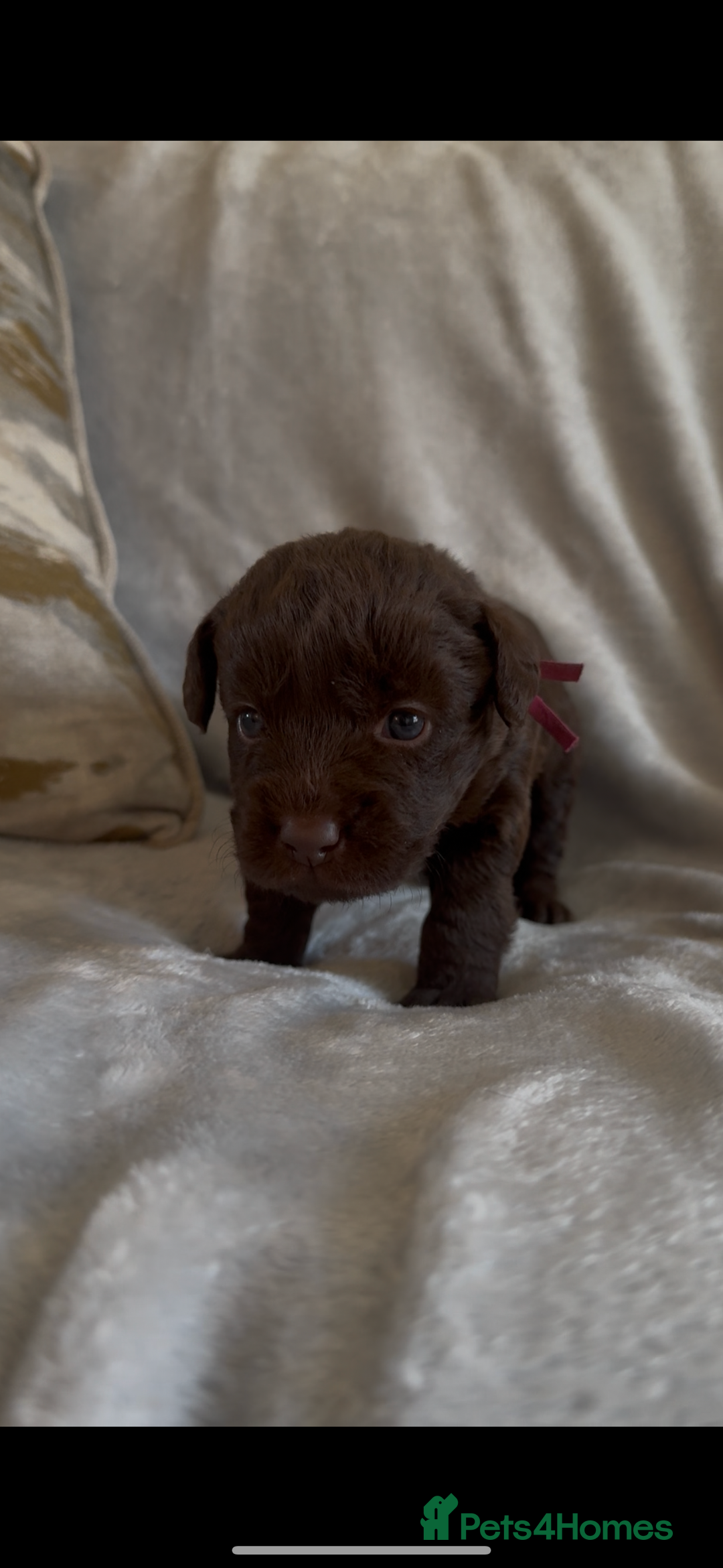 Labradoodle dogs for sale: The best selection of chocolates 😍 - Image 7