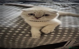 Scottish Fold cats for sale: Scottish fold mix British short hair male kitten  - Image 7