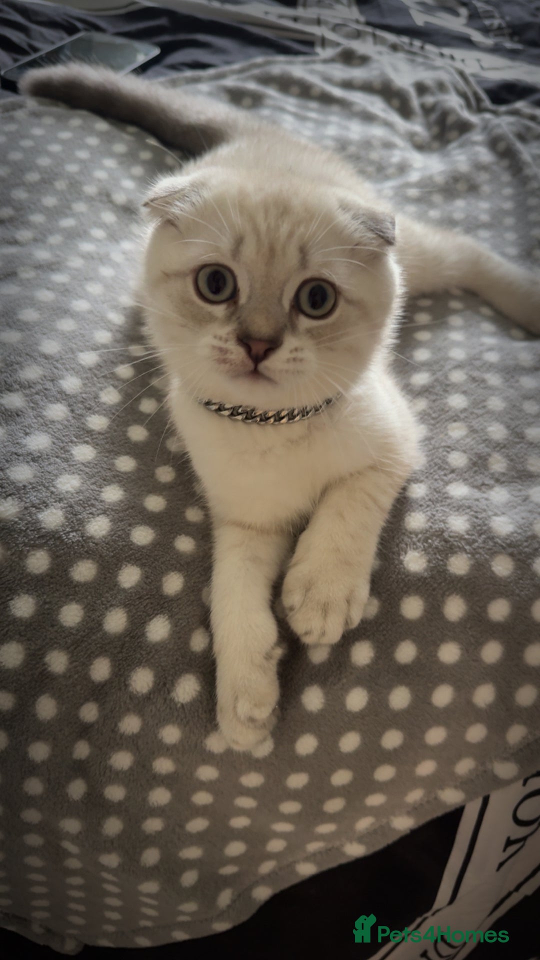 Scottish Fold cats for sale: Scottish fold mix British short hair male kitten  - Image 7