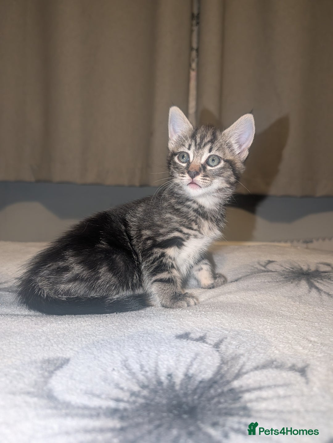 Bengal cats for sale: 2 beautiful kittens - Advert 4