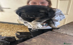 Caucasian Shepherd Dog dogs for sale:  ⭐️Caucasian shepherds⭐️puppies #bears big boned   - Image 37