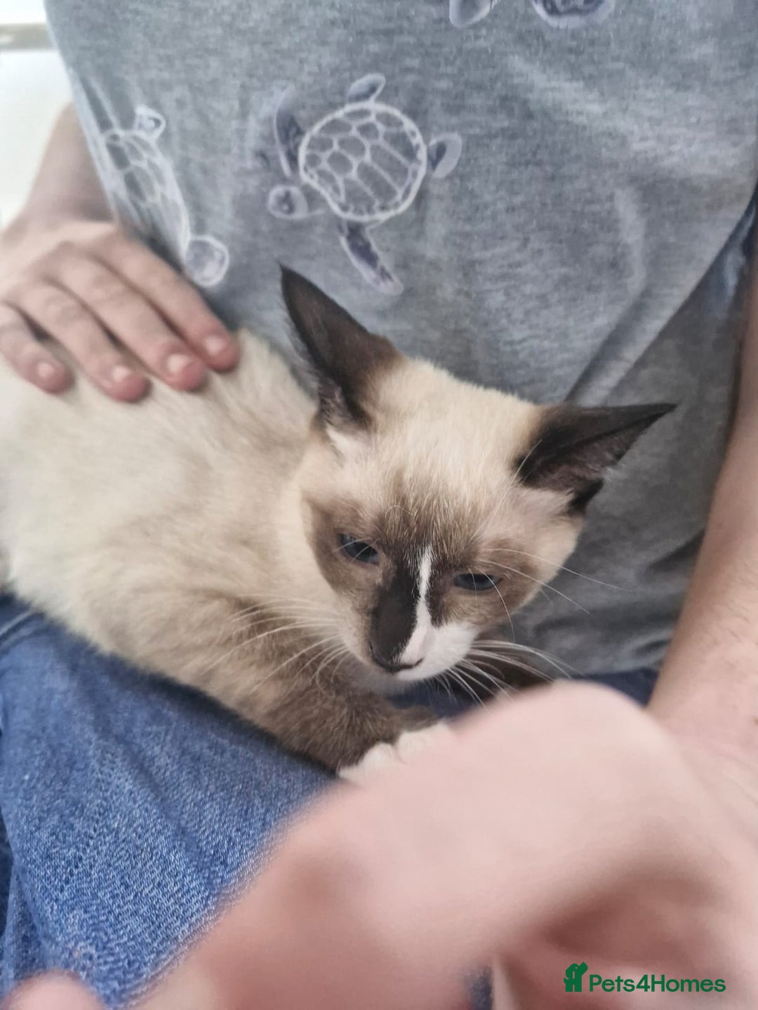 Snowshoe cats for sale: Pedigree snowshoes ready now only two left - Image 10