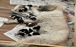 Saint Bernard dogs for sale: St Berdoodle (Saint Bernard standard Poodle) - Image 3