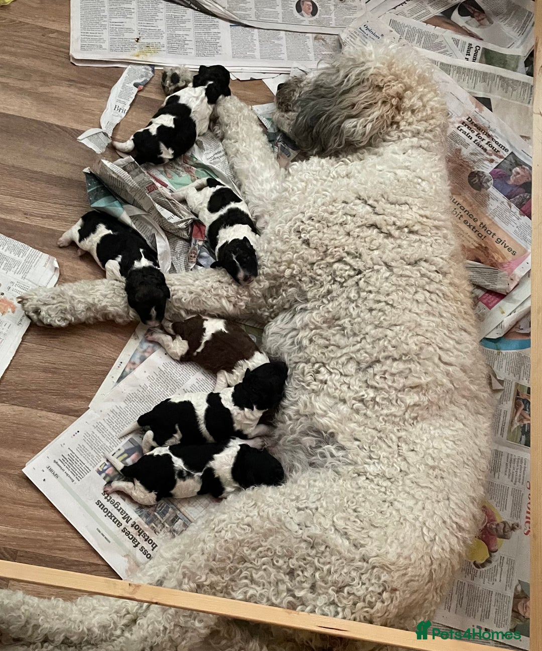 Saint Bernard dogs for sale: St Berdoodle (Saint Bernard standard Poodle) - Image 3