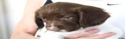 English Springer Spaniel dogs for sale: A Lovely Litter of English Springer Spaniels - Advert 7
