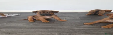 Mixed Breed 2