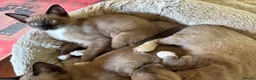 Tonkinese cats for sale: Exquisite Kittens- Tonkinese Dolls - Advert 5