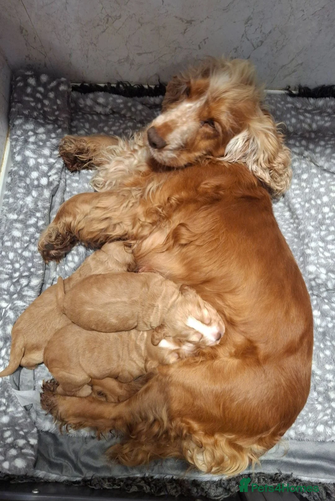 Cocker Spaniel dogs for sale: KC REG SHOW COCKER SPANIELS - Advert 2