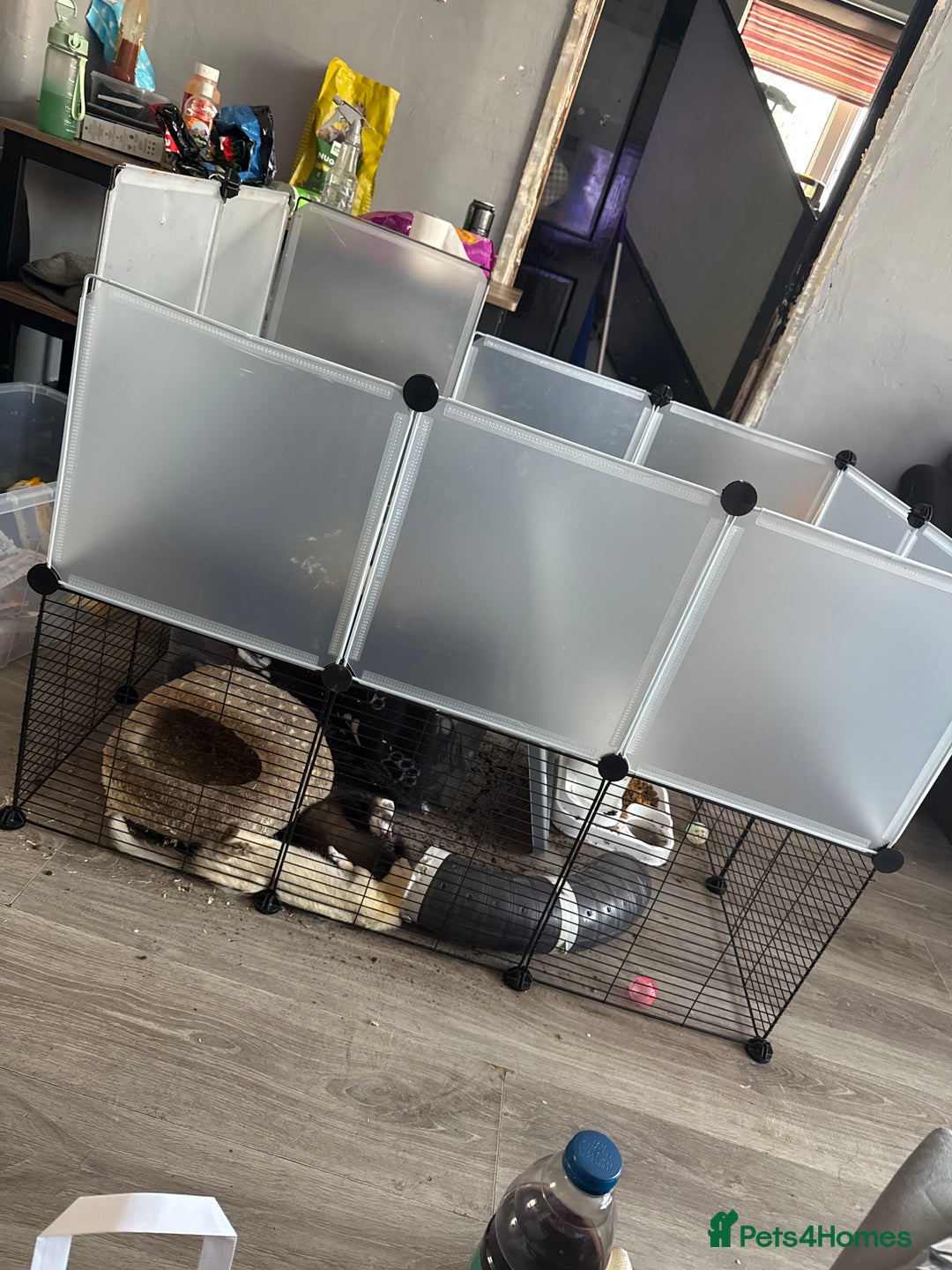 Ferret rodents for sale: 4 males with enclosure  - Image 5