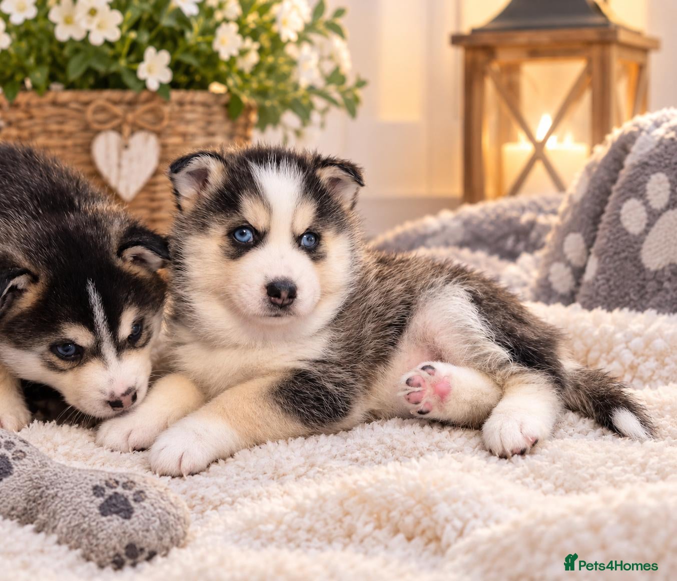 Pomsky dogs for sale: Pomsky puppies from Health tested parents - Advert 4