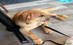 Labrador Retriever dogs for sale: Simba looking for a new family🥰 - Image 6