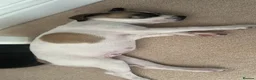 Mixed Breed dogs for sale: Staffordshire bull terrier x whippet mix - Advert 9