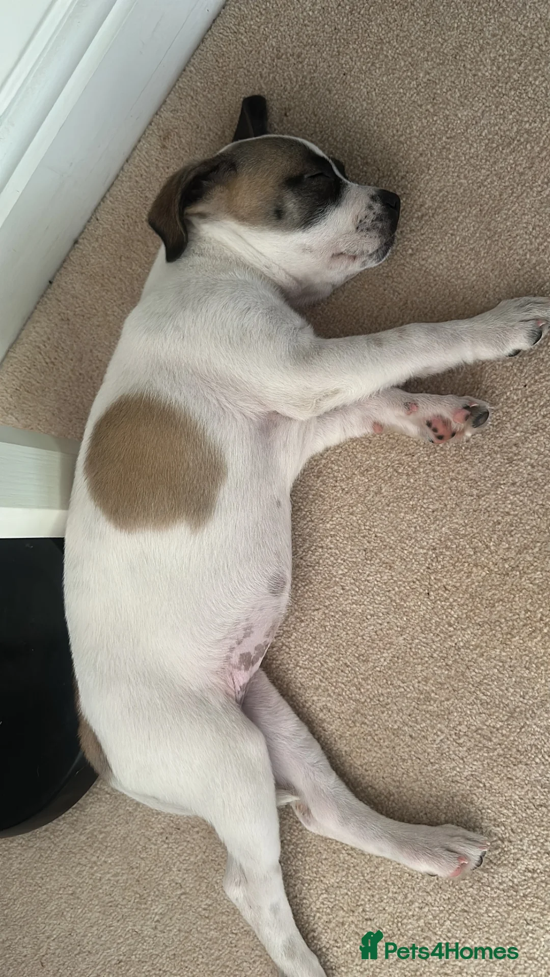Mixed Breed dogs for sale: Staffordshire bull terrier x whippet mix - Advert 9