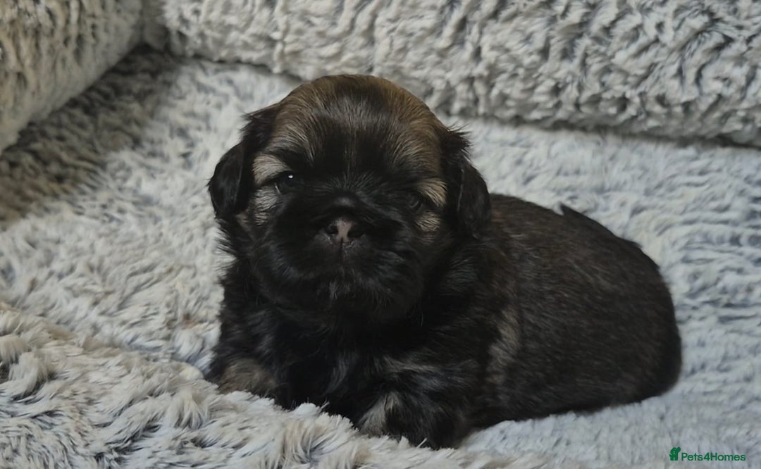 Shih Tzu dogs for sale: Imperial Shih Tzu- 1 beautiful girl❤️  - Advert 25