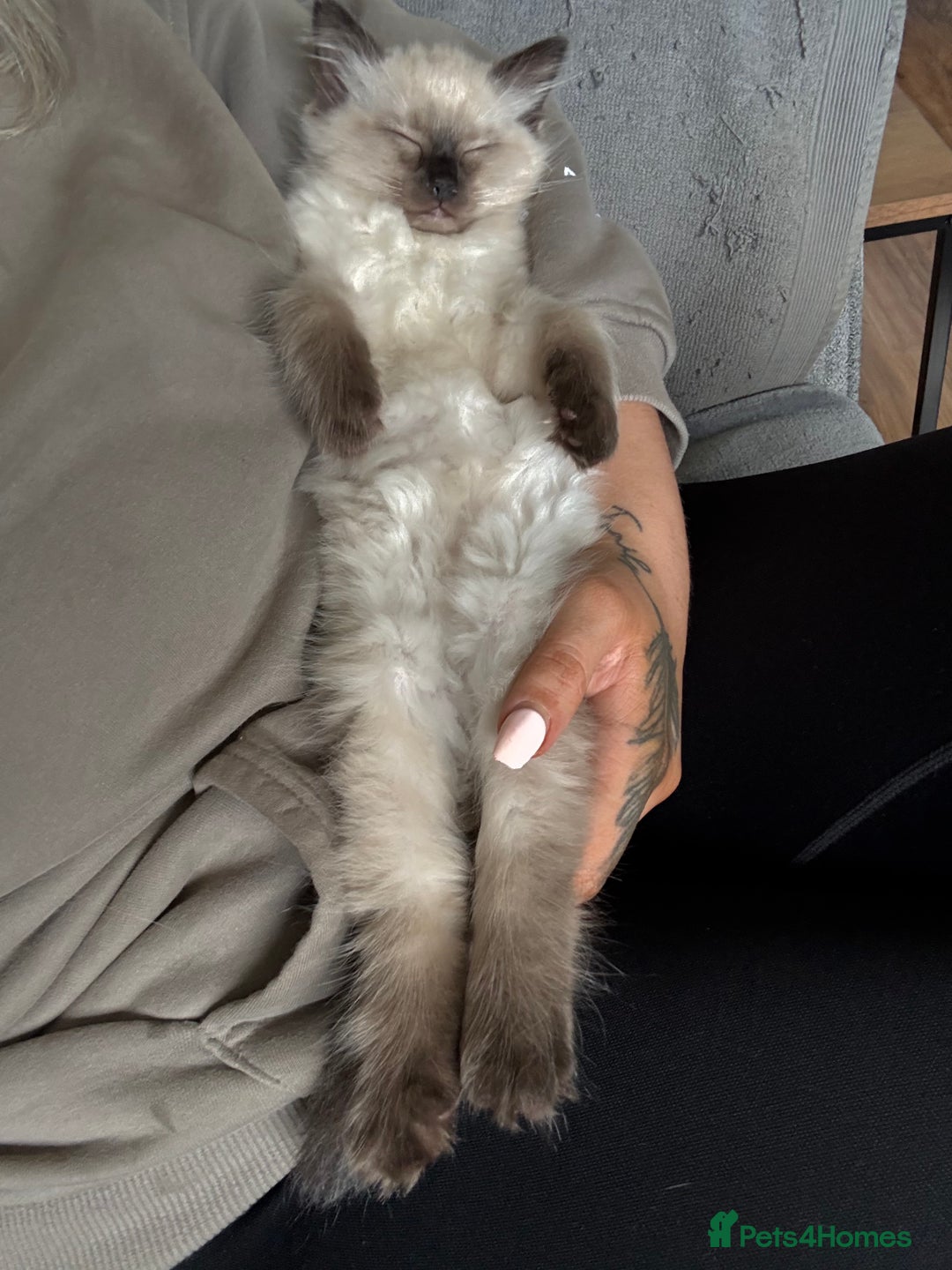 Ragdoll cats for sale: Sealpoint ragdoll  - Advert 6