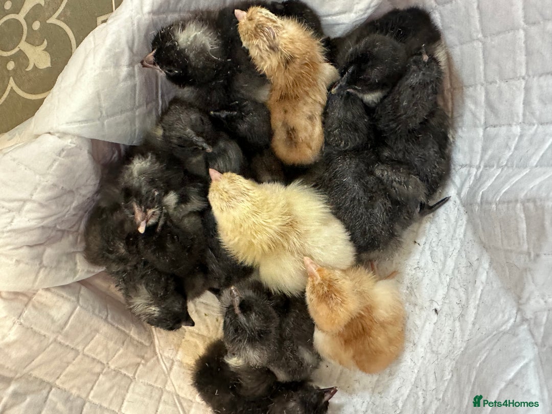 Chickens poultry for sale: Day old chicks mixed hybrids large fowl  - Image 3