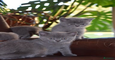 British Shorthair cats - Advert 1