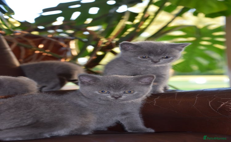 British Shorthair cats - Advert 6