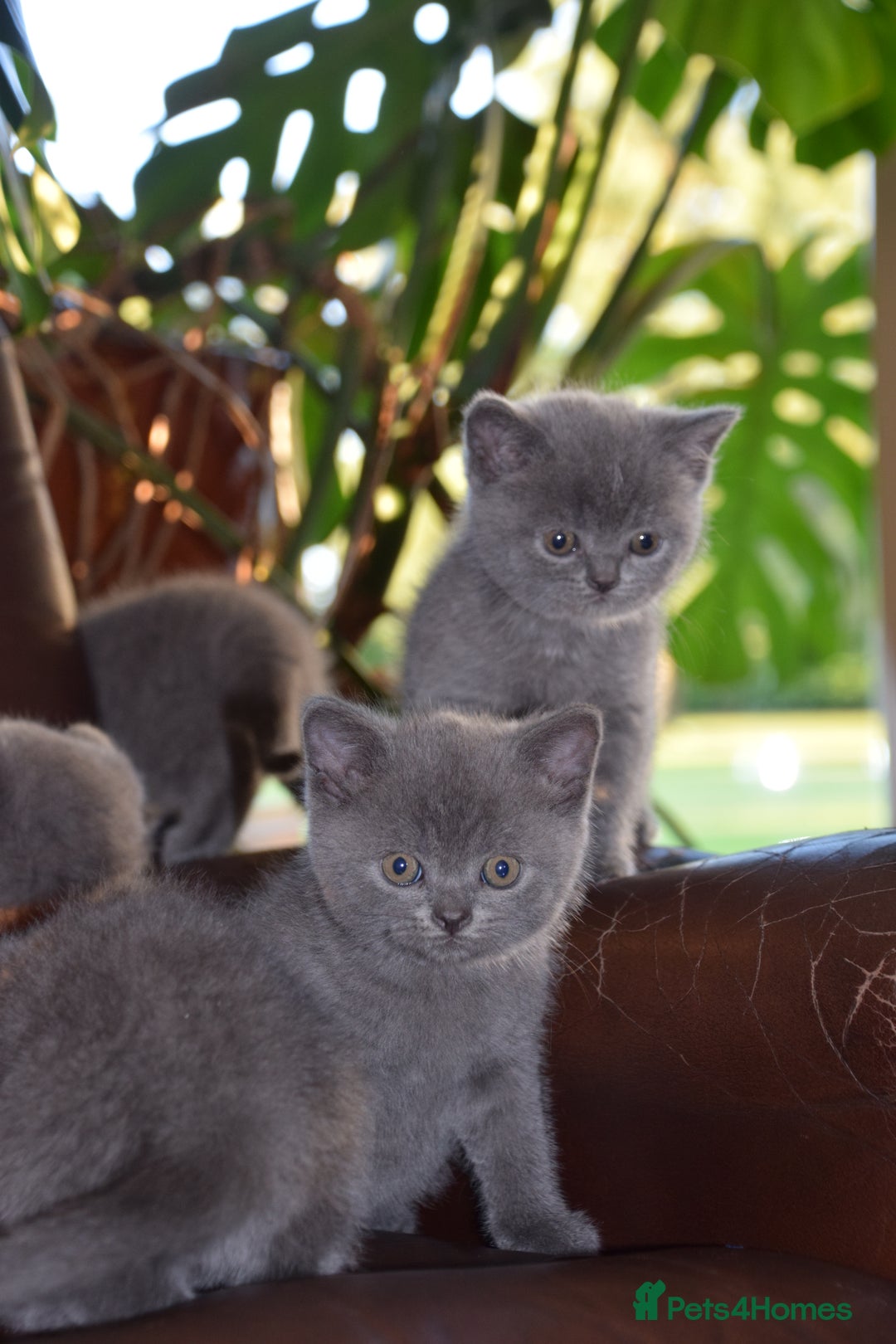 British Shorthair cats for sale: BSH Blue kittens, 3xgirls 3xboys - Image 2