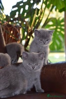 British Shorthair cats - Advert 9