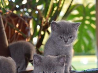 British Shorthair cats - Advert 7