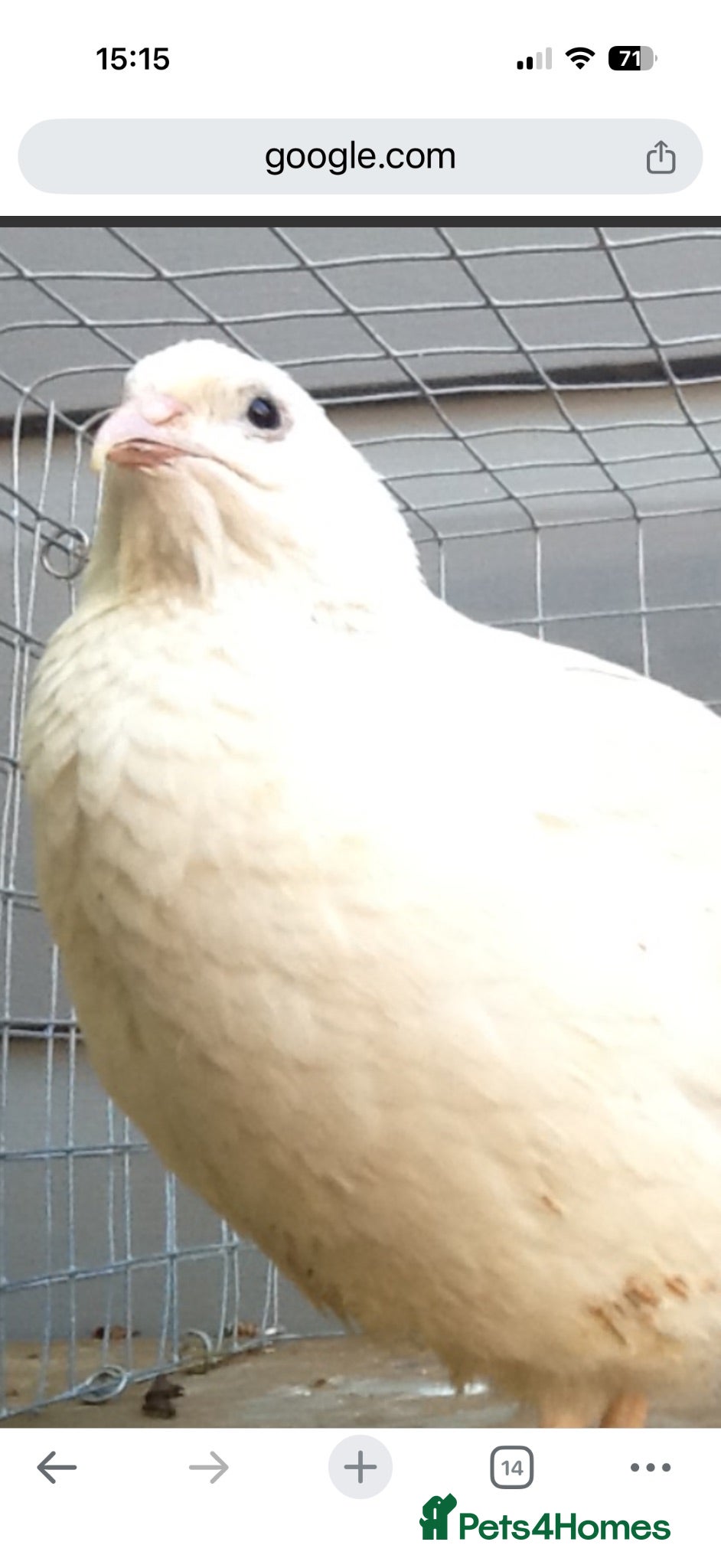 Quail poultry Japanese quail 1 female free - Advert 1