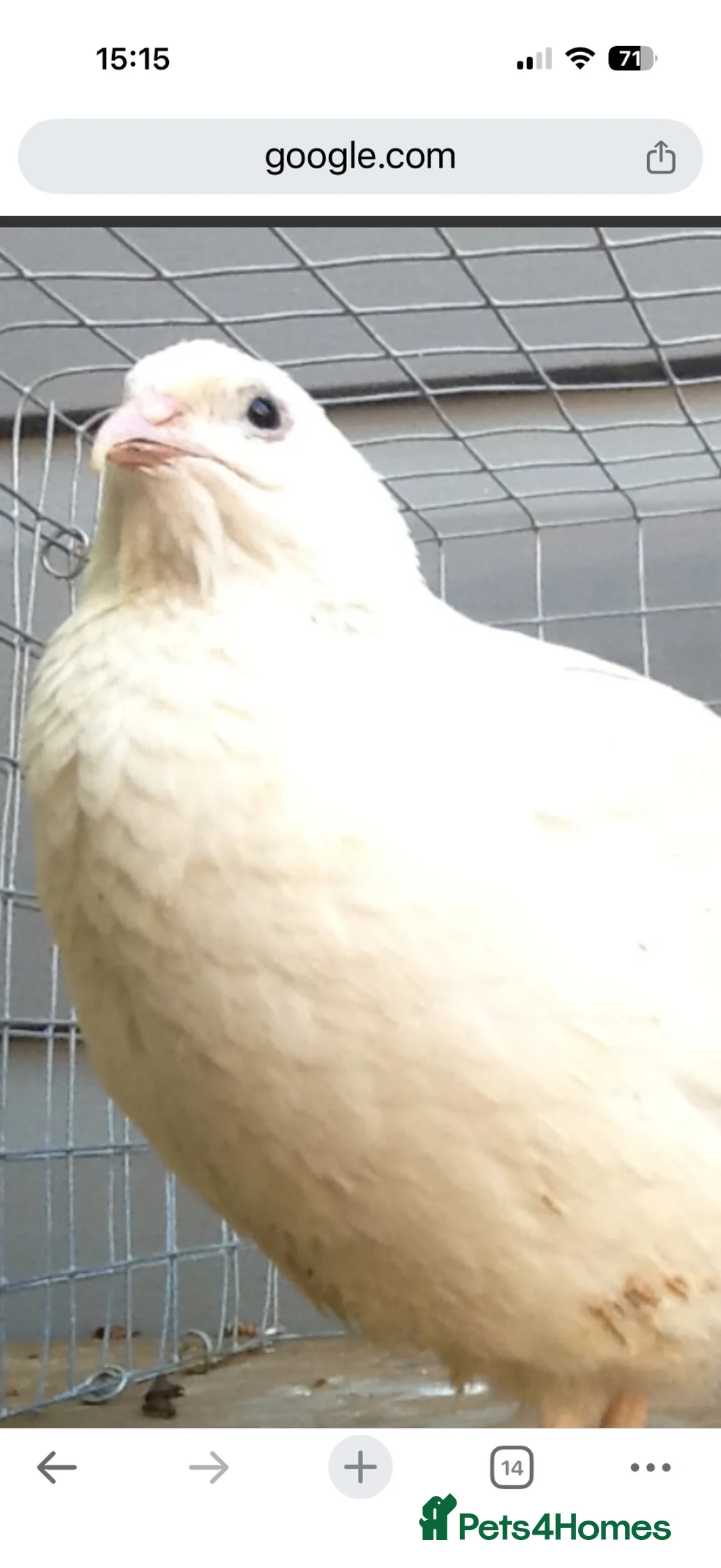 Quail poultry for sale: Japanese quail 1 female free - Advert 1