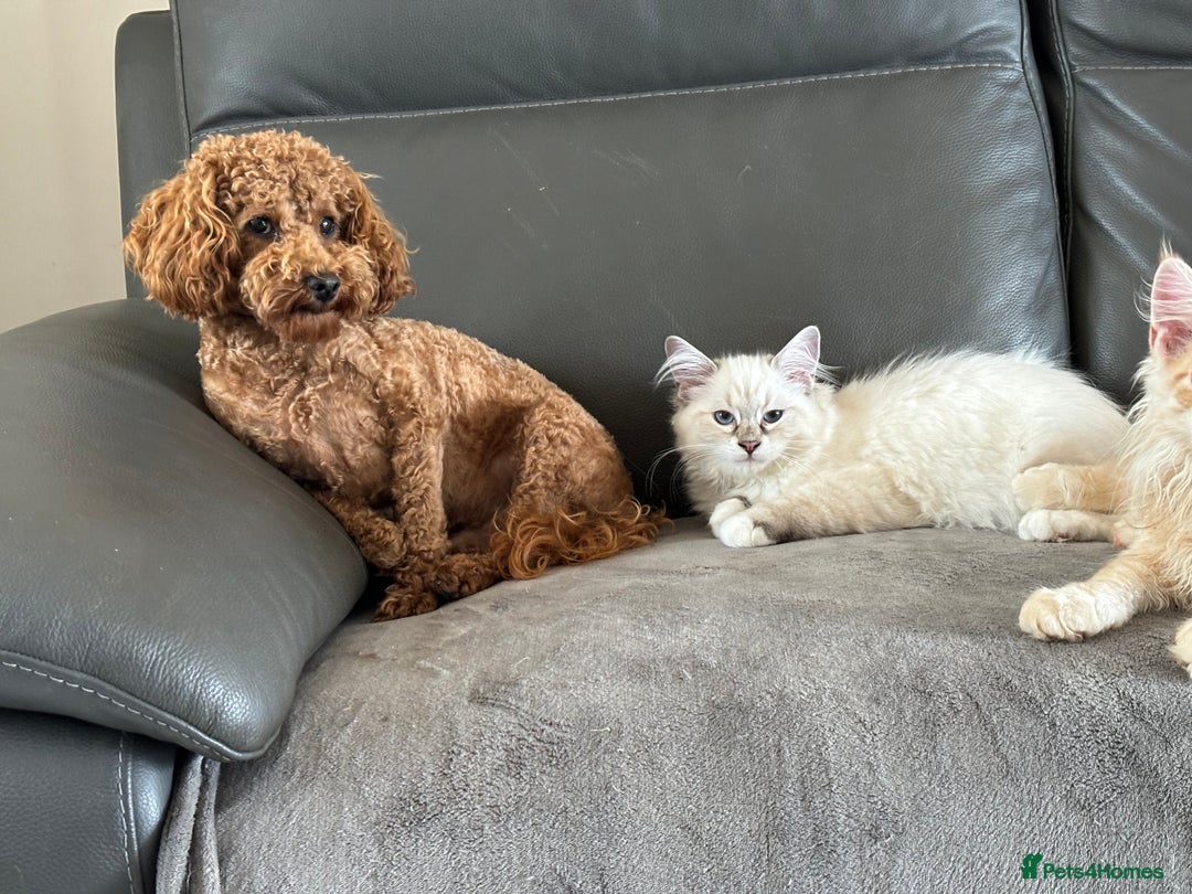 Toy Poodle dogs for sale: KC Toy Poodle Boy - Image 16