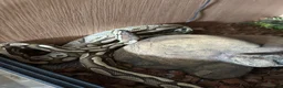 Python Snake reptiles for sale: Royal python and set up  in Witney - Advert 2