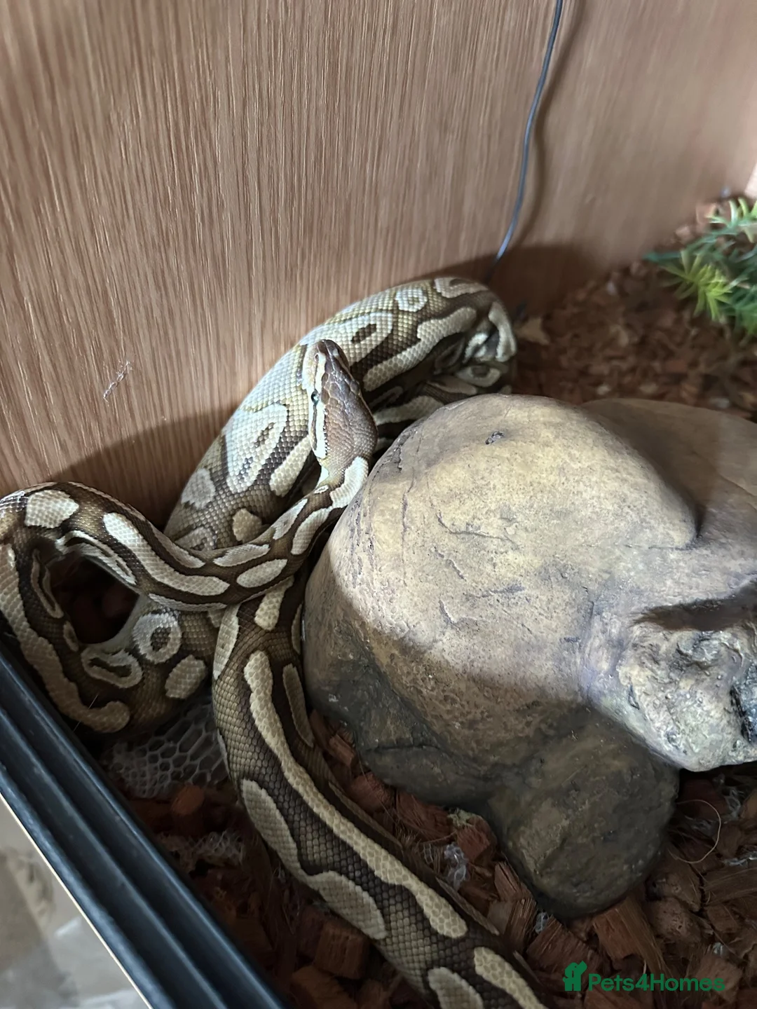 Python Snake reptiles for sale: Royal python and set up  in Witney - Advert 2