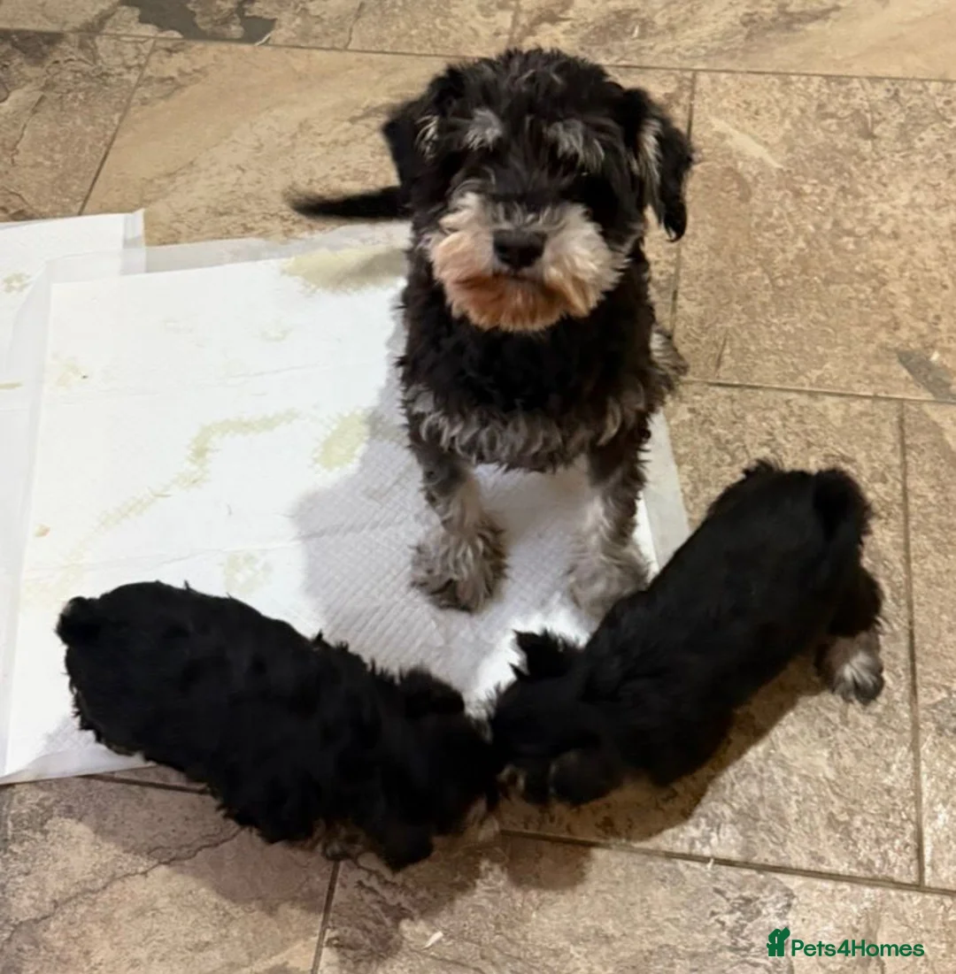 Miniature Schnauzer dogs for sale: Miniature Schnauzer Puppies - Advert 11