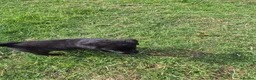 Mixed Breed dogs for sale:  Lovely  Malamute x black Labrador  puppies   - Advert 4