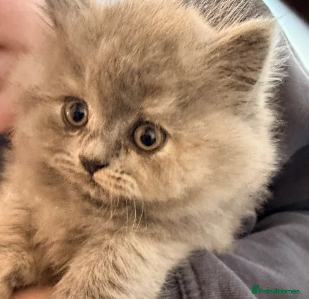 Mixed Breed cats for sale: 3 quarter mix British shorthair.  in London - Advert 2