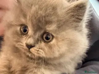 Mixed Breed cats British long hair - Advert 9