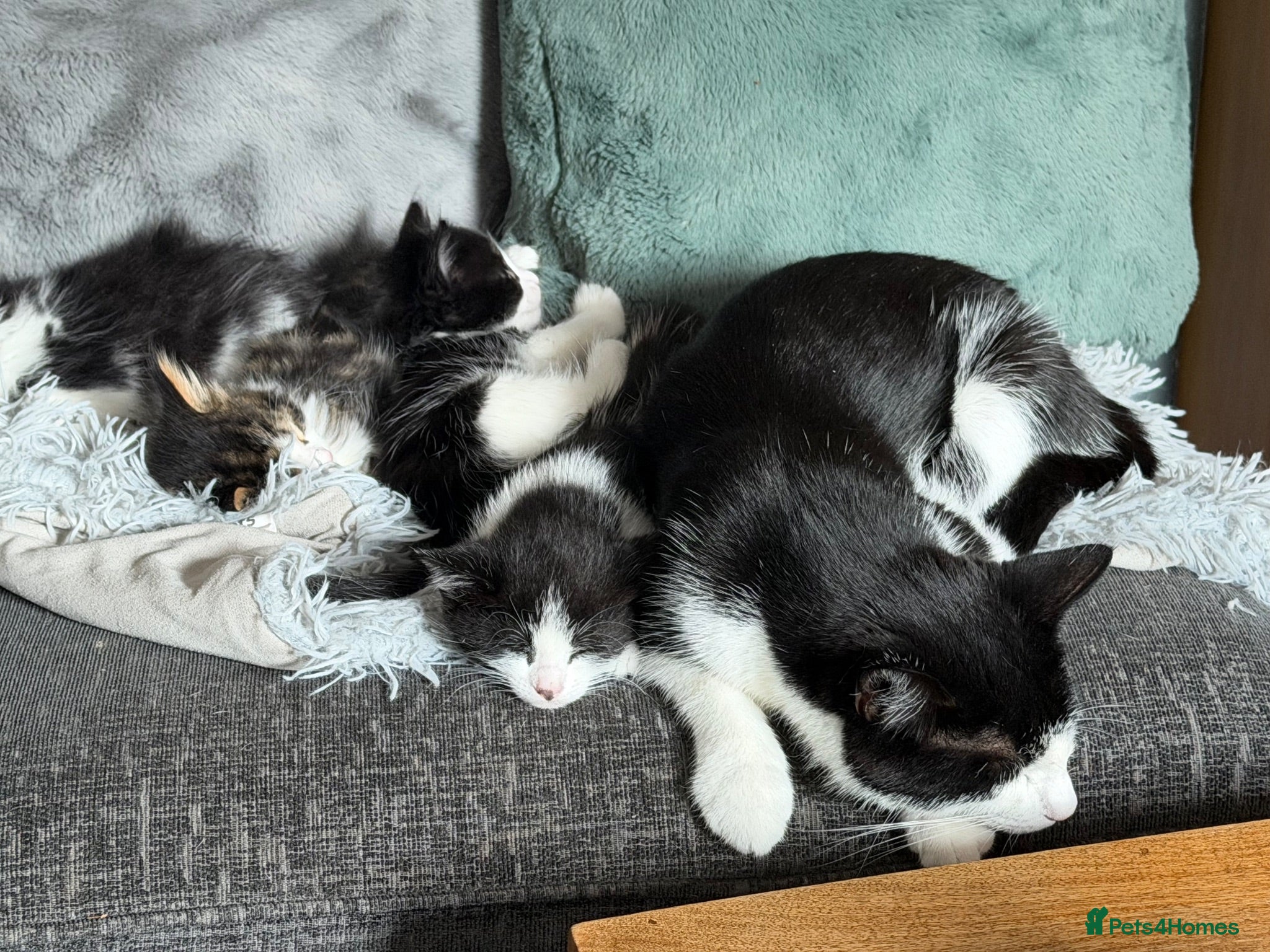 Mixed Breed cats 2 x black and white female bundles of joy - Advert 1