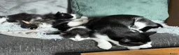 Mixed Breed cats for sale: 2 x black and white female bundles of joy - Advert 1