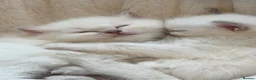 Ragdoll cats for sale: 2 Female Ragdoll Kittens available  - Advert 2