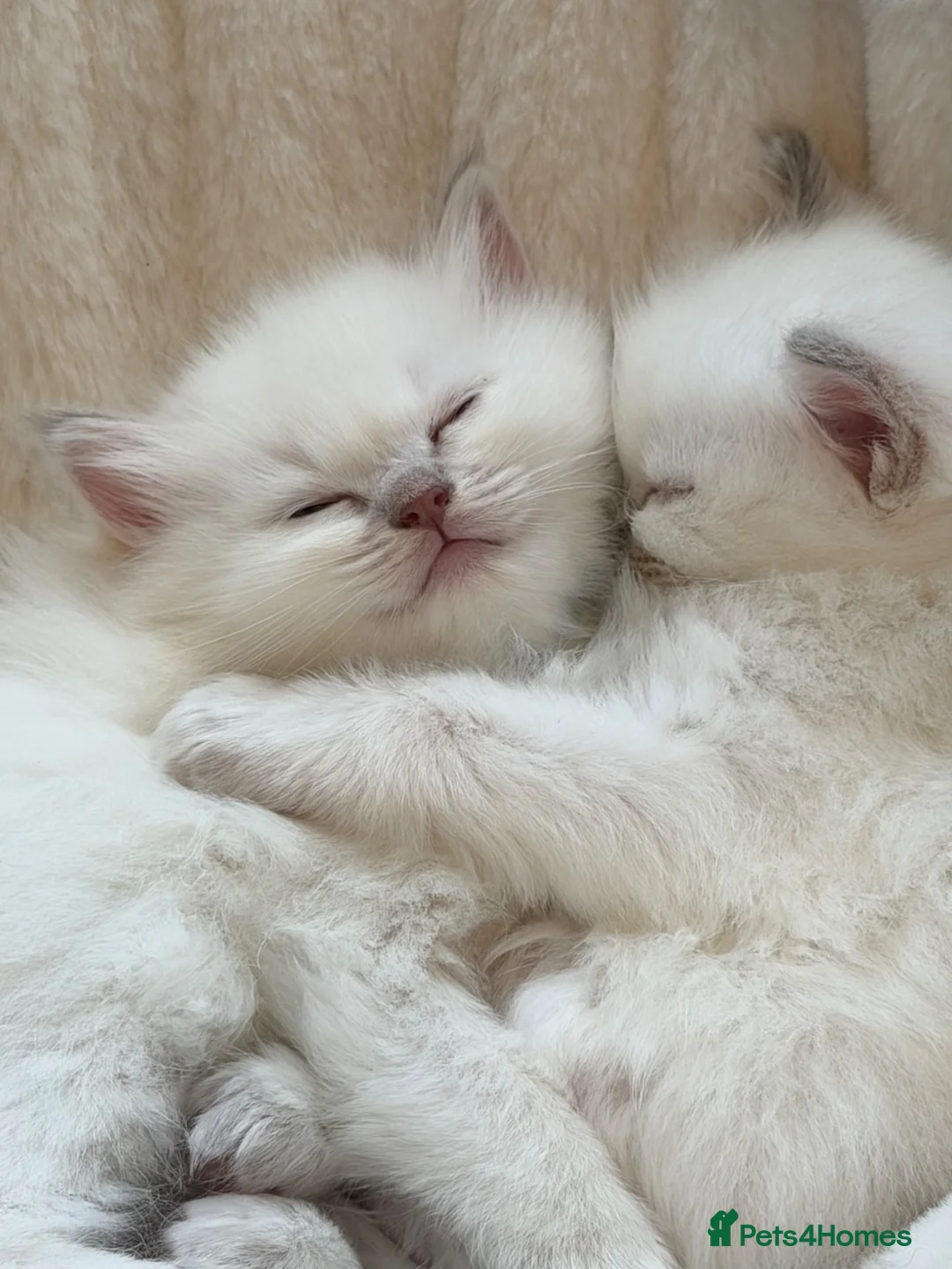 Ragdoll cats for sale: 2 Female Ragdoll Kittens available  - Advert 2