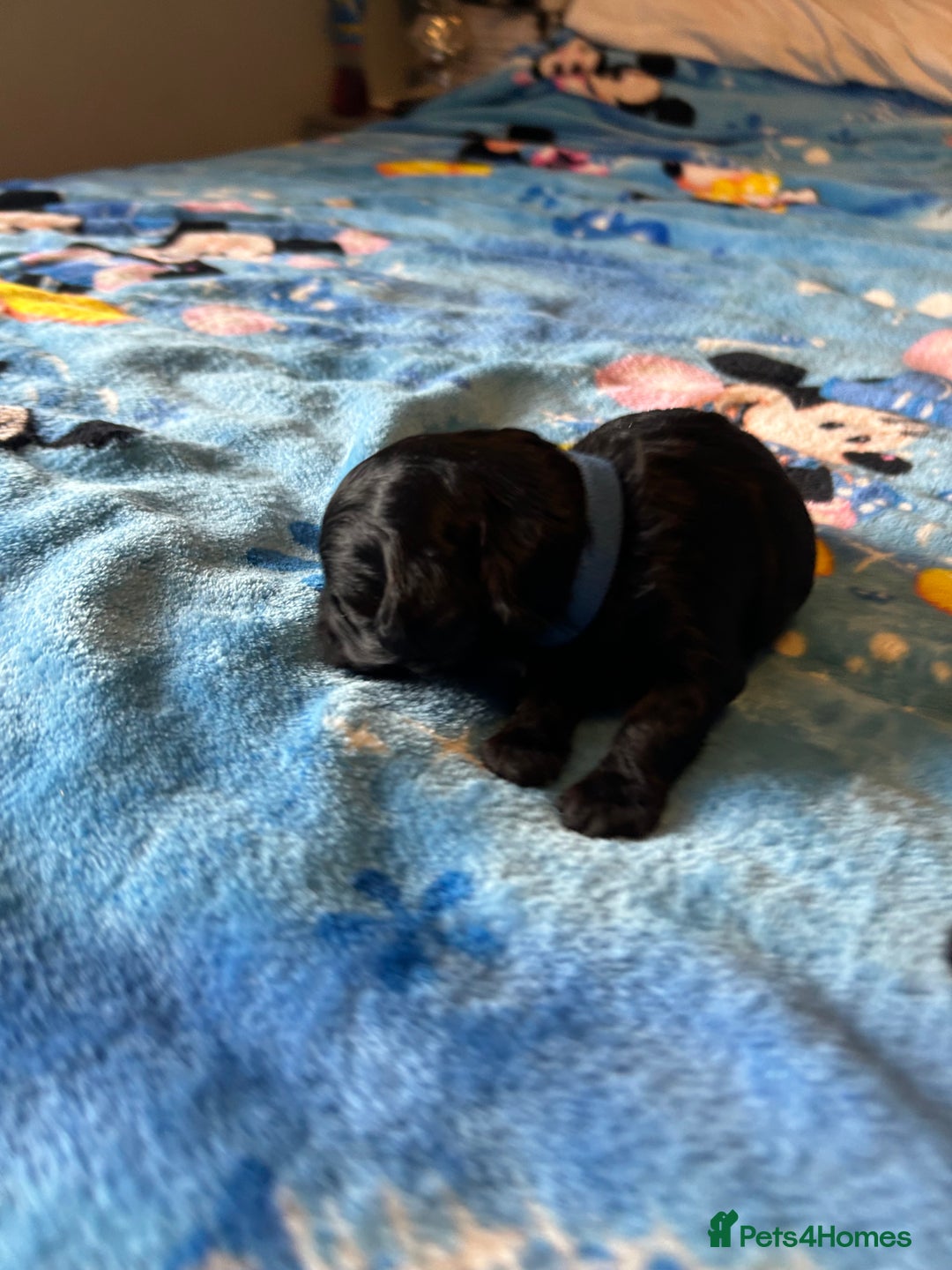 Cockapoo dogs for sale: Gorgeous Cockapoo puppy’s   - Image 7
