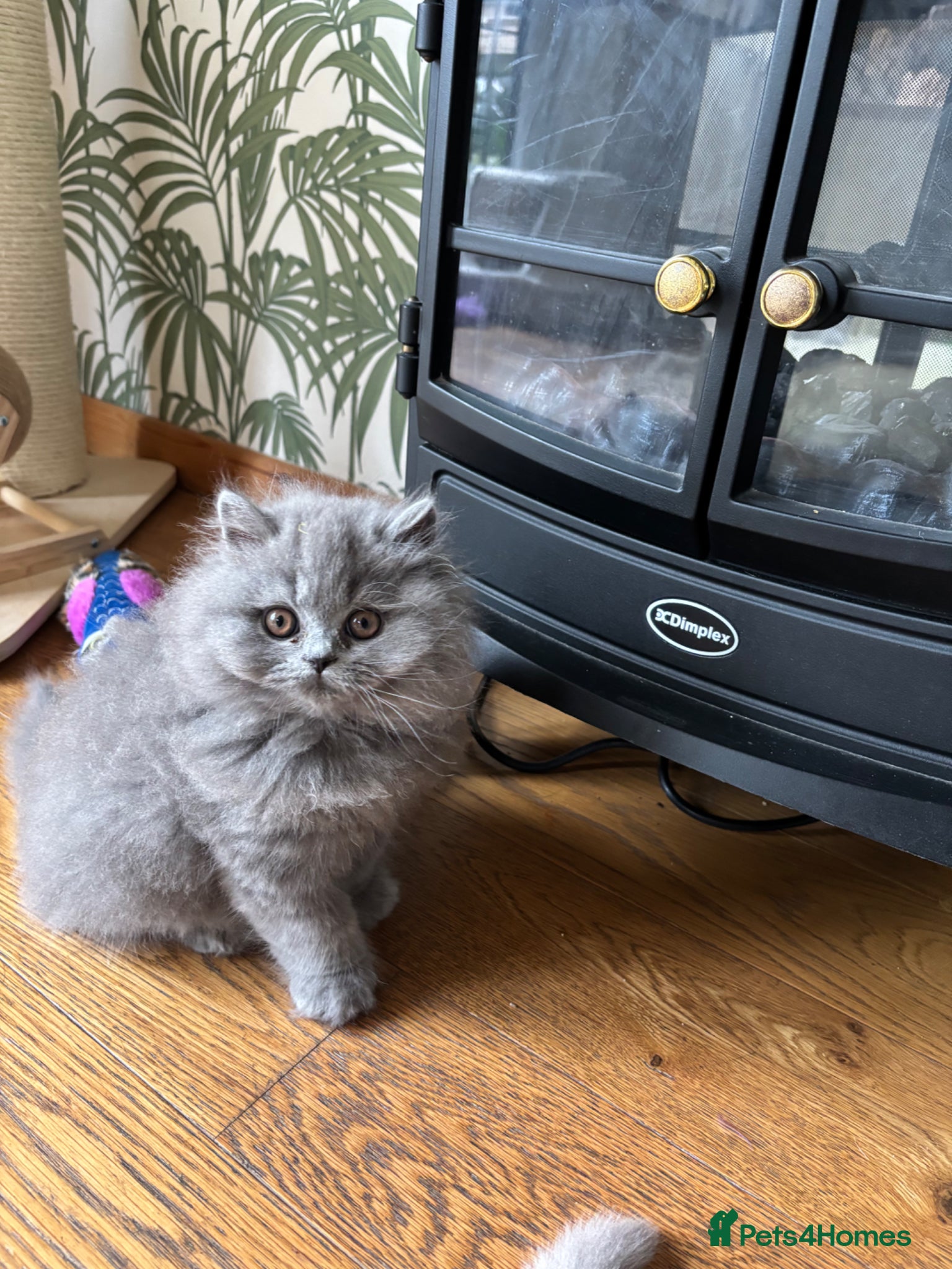 British Longhair cats Adorable GCCF registered British Longhair kittens - Advert 2