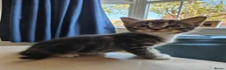 Mixed Breed cats for sale: 2 beautiful kittens  in Broadstone - Advert 5