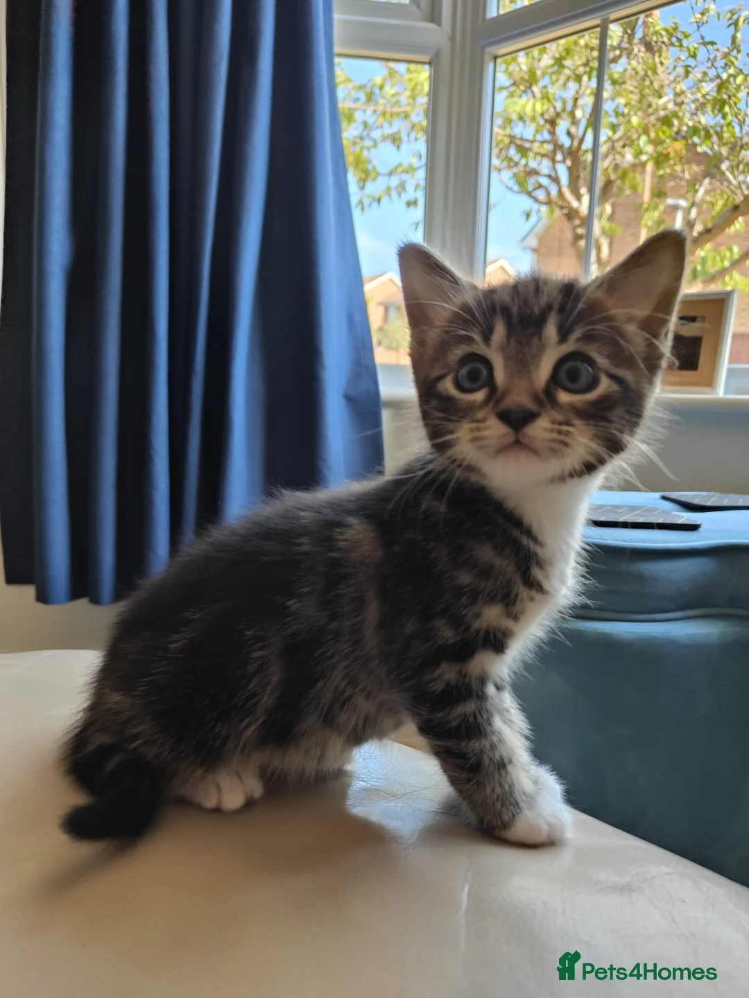 Mixed Breed cats for sale: 2 beautiful kittens  in Broadstone - Advert 5