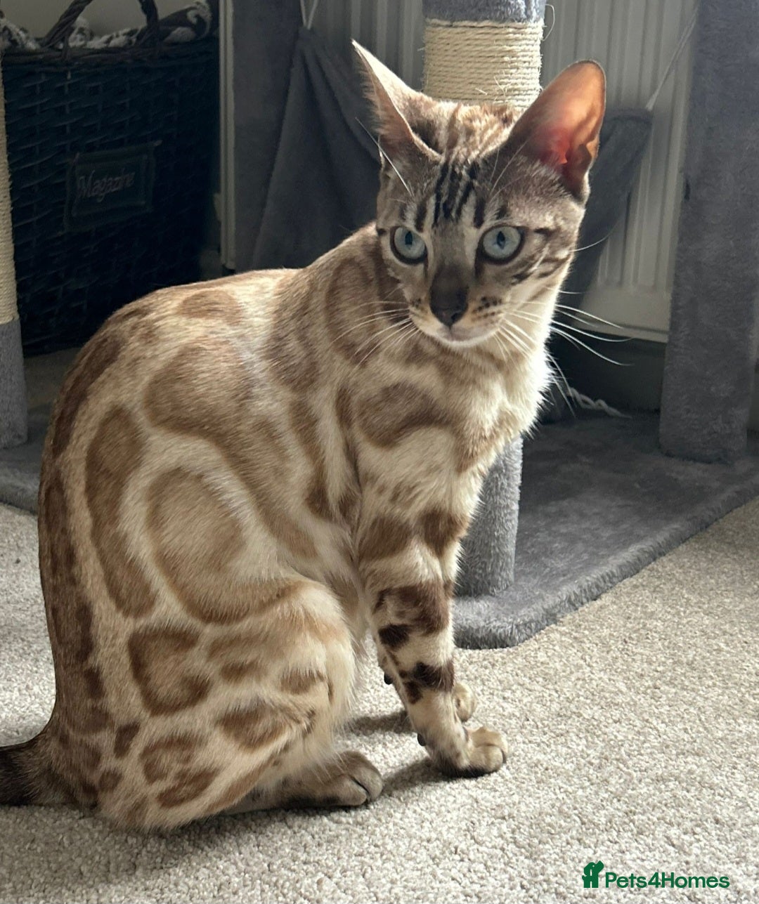 Bengal cats  Stunning Snow bengal for sale!!  - Advert 10