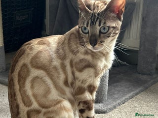 Bengal cats for sale: Stunning Snow bengal and her kittens for sale!! - Advert 2