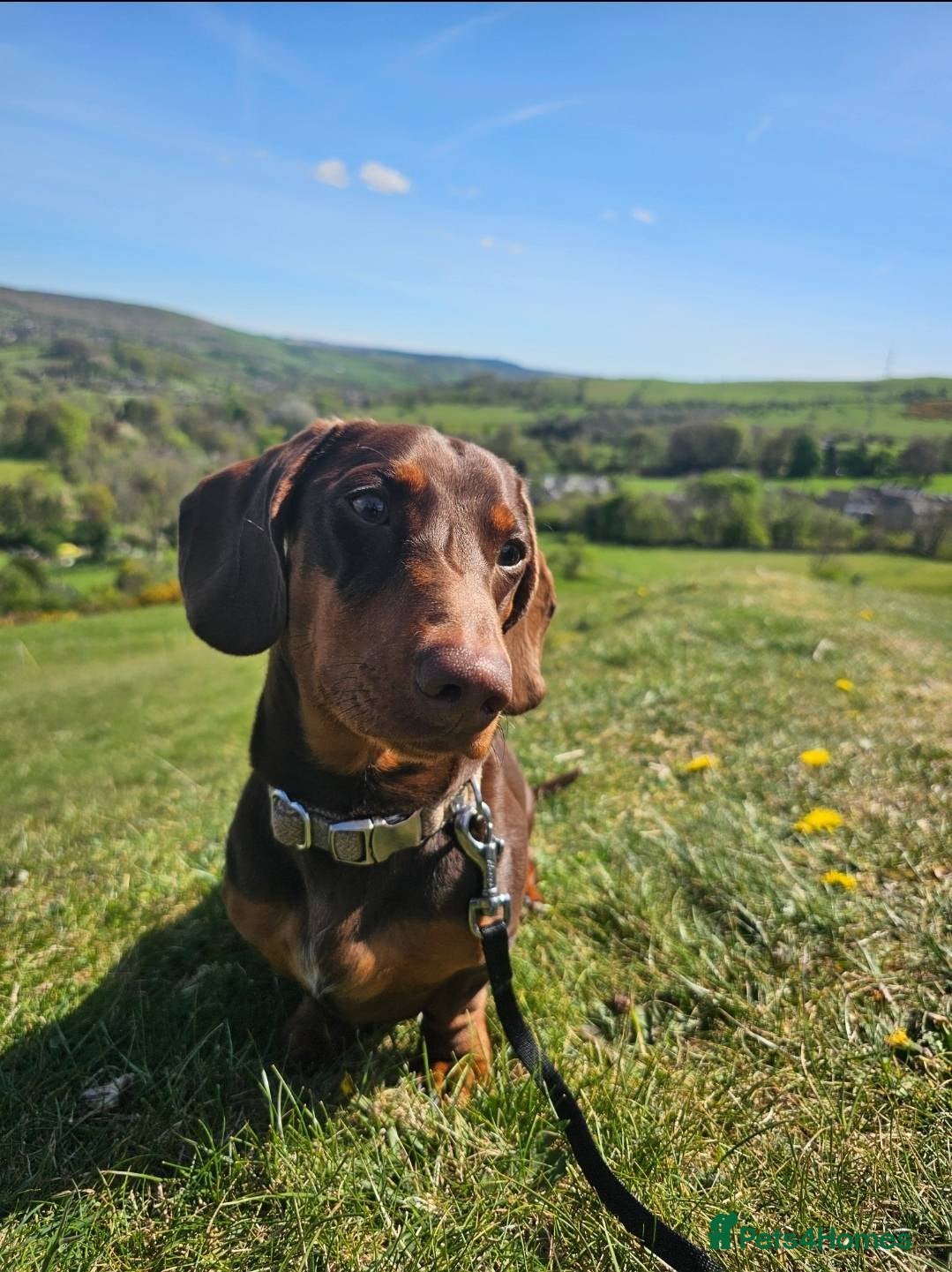 Miniature Dachshund dogs Chocolate and tan miniature dacshund for stud - Advert 1