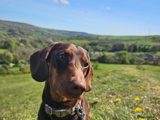 Miniature Dachshund dogs Chocolate and tan miniature dacshund for stud - Advert 1