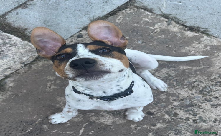 Mixed Breed dogs Urgently Need To Rehome My Beautiful Arlo 🤍 - Advert 1