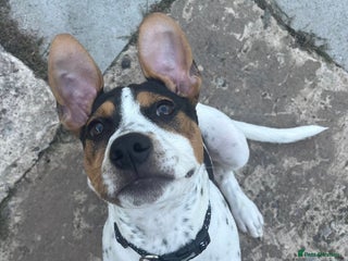 Mixed Breed dogs Urgently Need To Rehome My Beautiful Arlo 🤍 - Advert 1