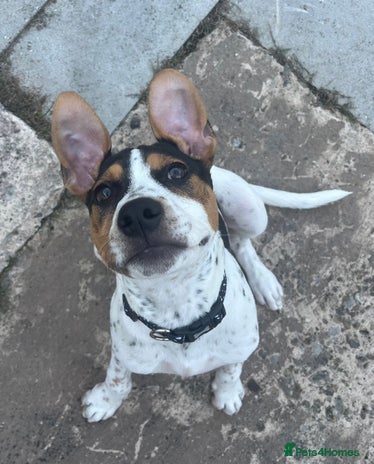 Mixed Breed dogs Urgently Need To Rehome My Beautiful Arlo 🤍 - Advert 1