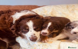 Border Collie dogs for sale: Border collie puppies  - Image 7